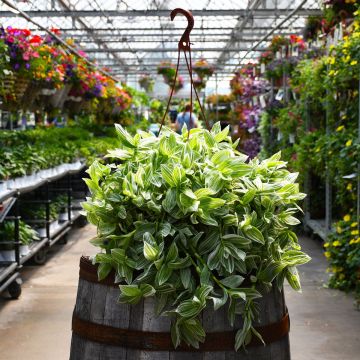 Tradescantia 'Sanna' Hanging Basket
