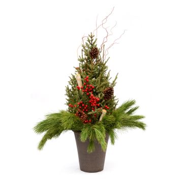 'Traditional Holiday' Spruce Tip Container