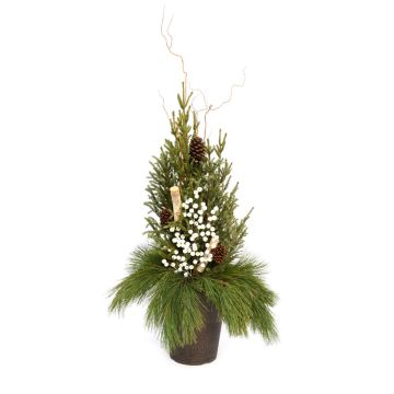'Traditional Holiday' Spruce Tip Container with White Accents