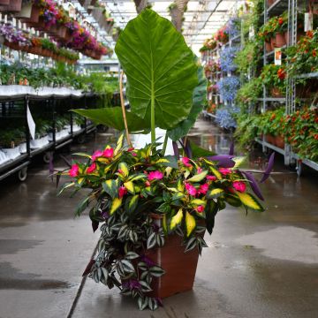 'Tropical Treasure' Combo Square Patio Planter