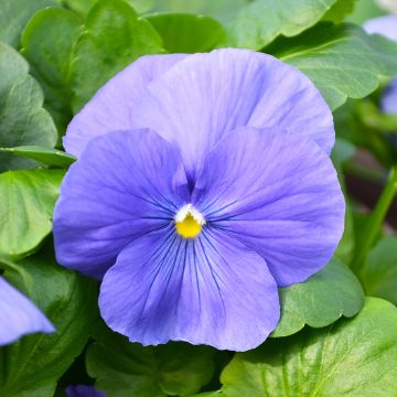 Viola, Pansy Delta™ 'True Blue'