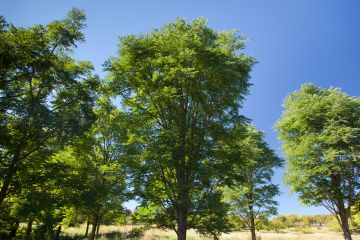 Gymnocladus, Kentucky Coffeetree 'True North™'