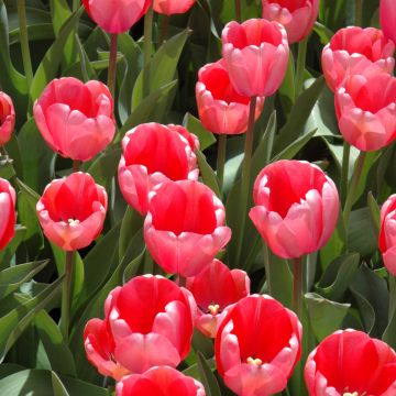 Tulipa, Darwin Hybrid Tulip 'Pink Impression'