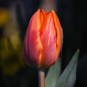 Tulipa, Tulip 'Orange'