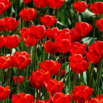 Tulipa, Darwin Hybrid Tulip 'Red Impression'
