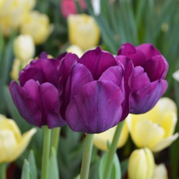 Tulipa, Triumph Tulip 'Saigon'