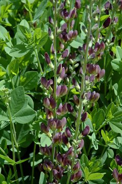 Baptisia, Hybrid False Indigo 'Twilite Prairieblues™'