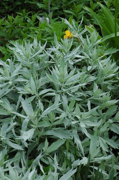 Artemisia, Wormwood 'Valerie Finnis'