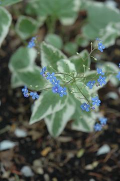 Brunnera, False Forget-Me-Not 'Variegated'