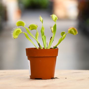 Dionaea Muscipula 'Venus Fly Trap'