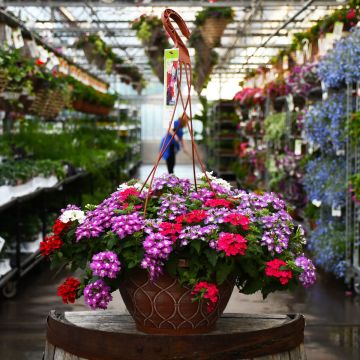 Verbena Mix Hanging Basket