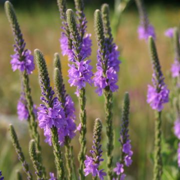 Verbena, Hoary Vervain, 6 pack