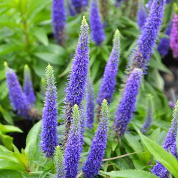 Veronica, Spiked Speedwell 'Royal Candles'