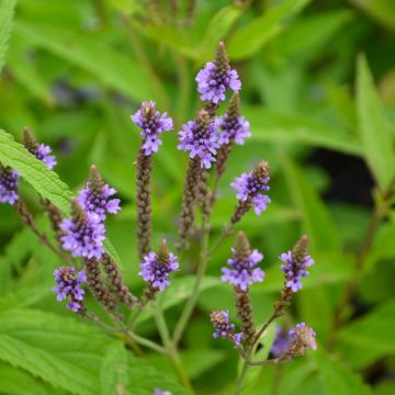 Verbena, Blue Vervain 'Minnesota Native'