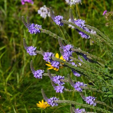 Verbena, Hoary Vervain 'Minnesota Native'
