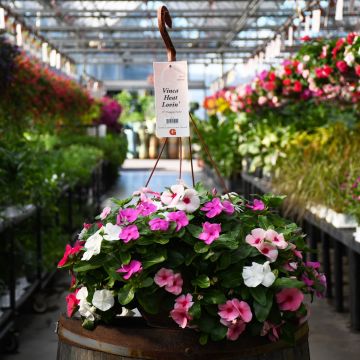Vinca 'Heat Lovin' Hanging Basket