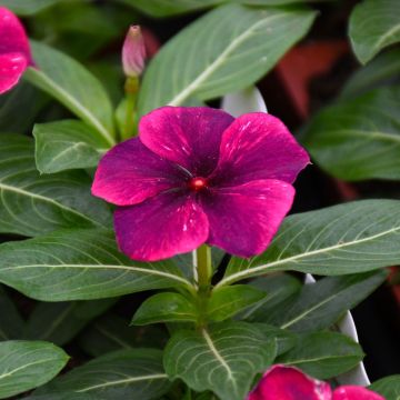 Vinca, Tattoo™ 'Black Cherry'
