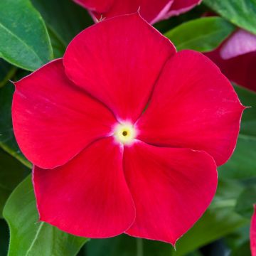Vinca, Blockbuster™ 'Red with Eye'