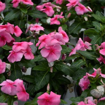 Vinca, 'Strawberry'