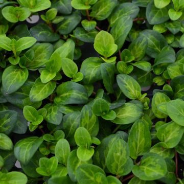 Vinca Vine, 'Maculata'