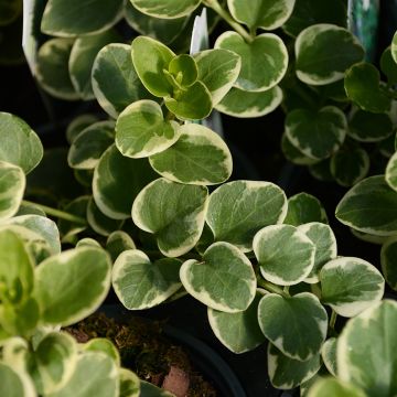 Vinca Vine, 'Variegated'