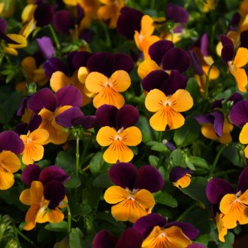 Viola, Penny™ 'Orange Jump-Up'