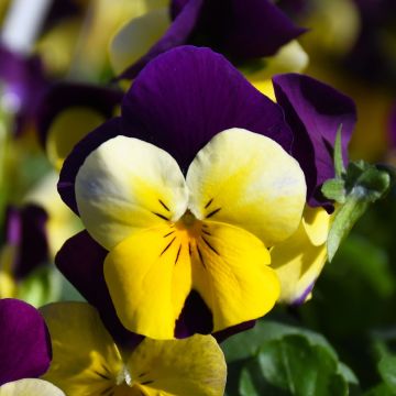 Viola, Penny™ 'Yellow Jump-Up'