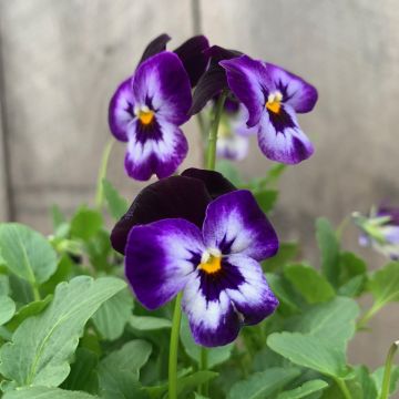 Viola, Penny™ 'Denim Jump-Up'