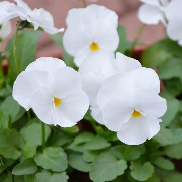 Viola, Penny™ 'White'