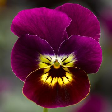 Viola, Penny™ 'Violet Tiger Face'