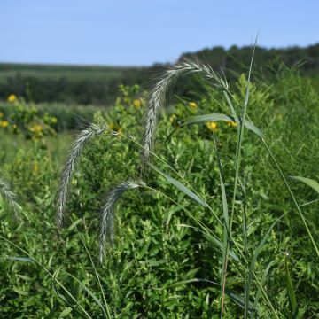 Elymus, Virginia Wild Rye 'Minnesota Native'