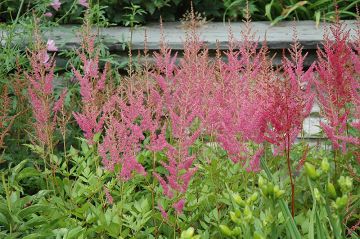 Astilbe, Chinese Astilbe 'Vision in Pink'