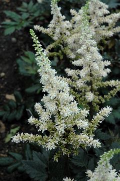 Astilbe, Chinese Astilbe 'Vision in White'