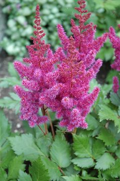 Astilbe, Chinese Astilbe 'Visions'