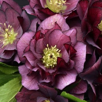 Helleborus, Lenten Rose 'Wedding Party® True Love'