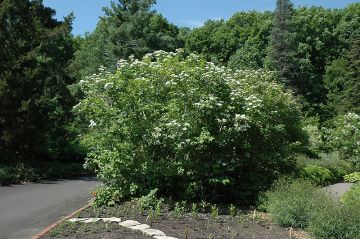 Viburnum, American Cranberrybush 'Wentworth'