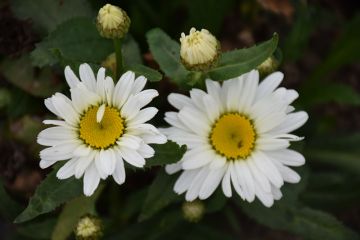 Leucanthemum, Shasta Daisy 'Western Star Taurus'