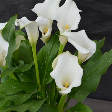 Zantedeschia, Calla Lily 'White'