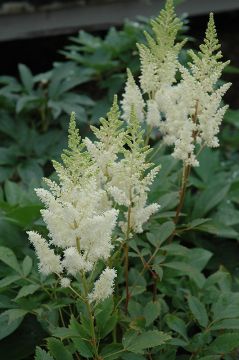 Astilbe, Arendsii Group 'White Gloria'