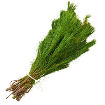 Pine 'White Pine'
