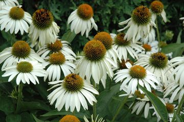 Echinacea, Purple Coneflower 'White Swan'