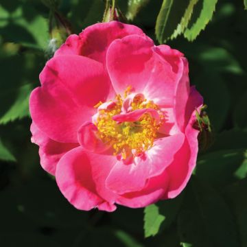 Rosa, Climbing Rose 'William Baffin'