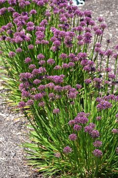 Allium, Ornamental Onion 'Windy City'