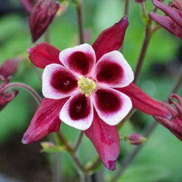 Aquilegia, Columbine 'Winky Red'