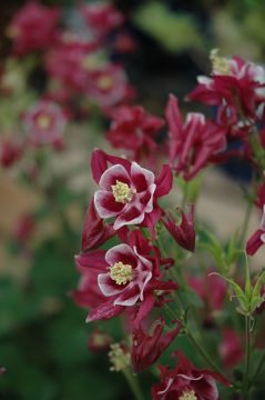 Aquilegia, Columbine 'Winky Red'