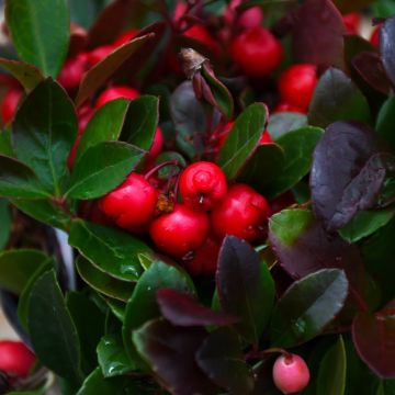 Gaultheria 'Winterberry'