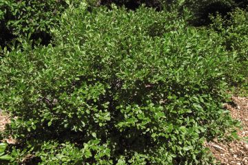 Ilex, Winterberry 'Jim Dandy'