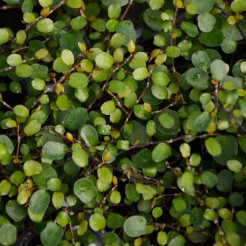 Muehlenbeckia, Wire Vine