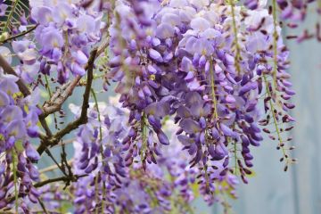 Wisteria, Kentucky 'Blue Moon'