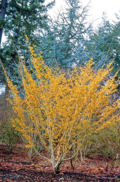 Hamamelis, Common Witchhazel